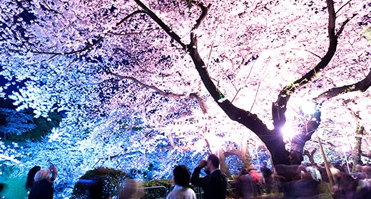 cherryblossom